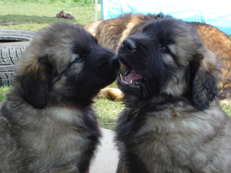 Athos0006.jpg - Athos