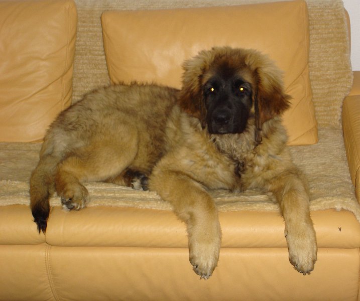 Arwen1615.JPG - Hier führe ich ein erstes Probeliegen auf der Couch durch, Ergebnisse folgen...