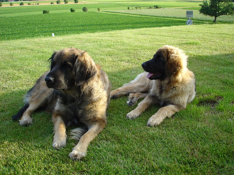 Arwen1624.JPG - Mit Mama Eowyn den Garten und das Haus bewachen, klappt ja schon recht gut!