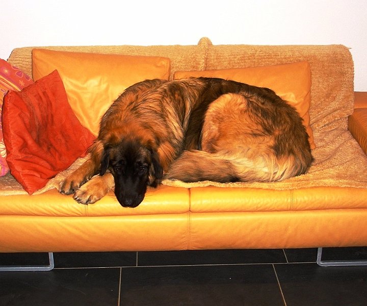 Arwen1844.JPG - Der erste Couch-Test war erfolgreich, das Ding ist einfach super!