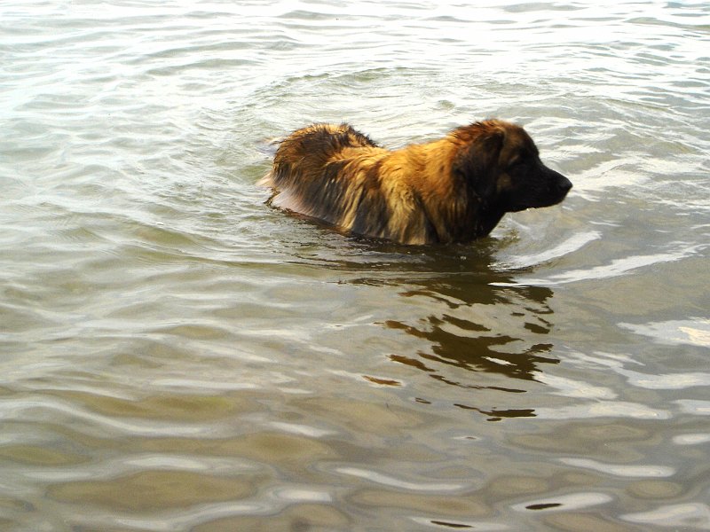 Arwen2088.JPG - Erste Schwimmversuche