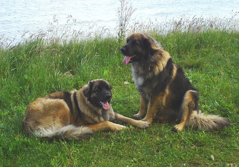 Arwen2093.JPG - Mit Mama Eowyn an der Ostsee, erste Erfahrungen mit dem Meer