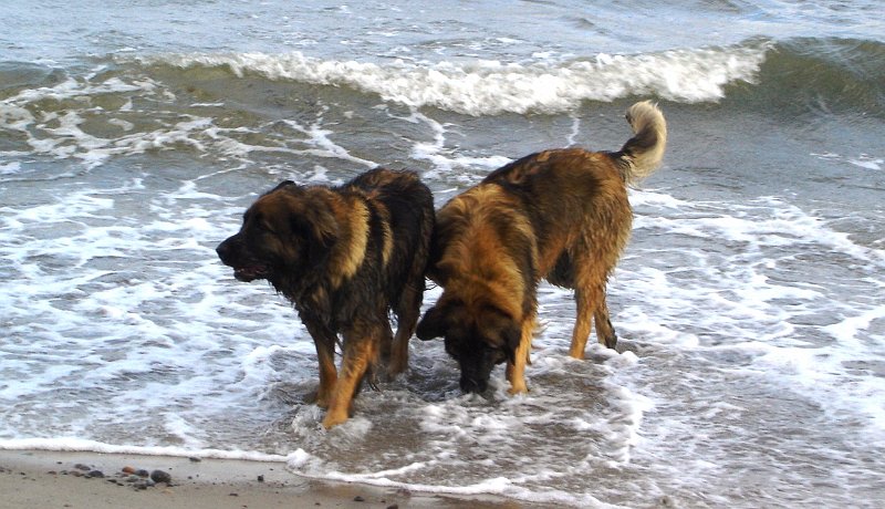 Arwen2094.JPG - Mit Mama Eowyn an der Ostsee, erste Erfahrungen mit dem Meer
