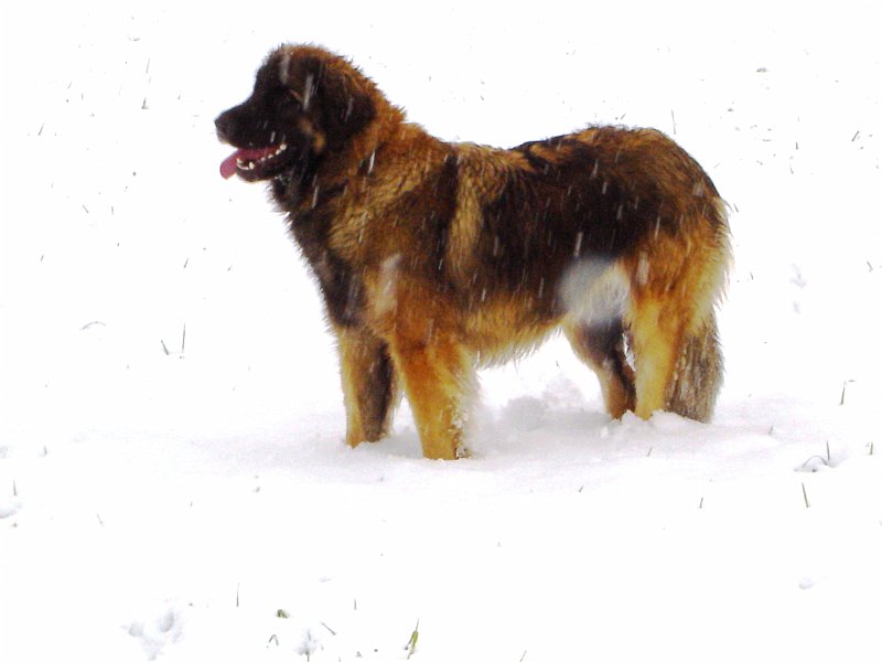 Arwen2305.JPG - Arwen mit ca. 1 1/2 Jahren