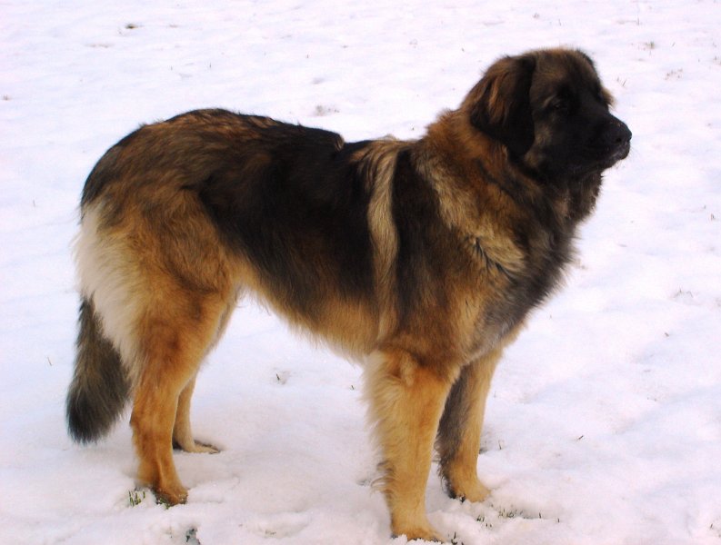 Arwen2323.JPG - Arwen mit ca. 1 1/2 Jahren