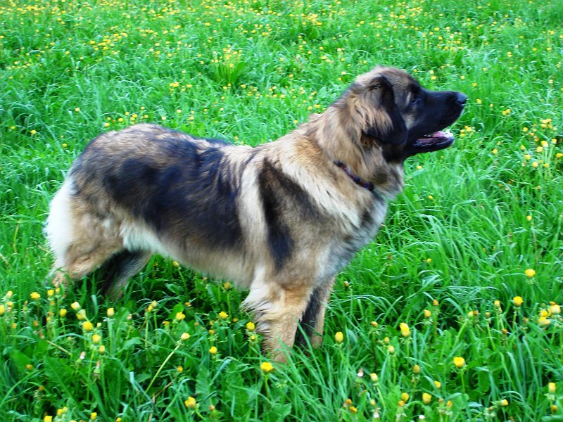 Arwen2473.JPG - Arwen mit 26 Monaten