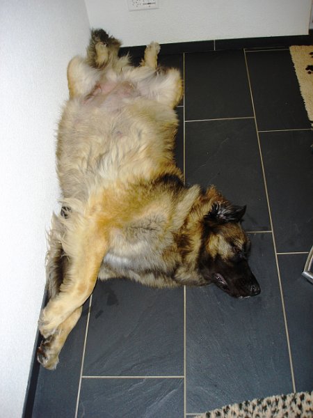 Arwen2642.JPG - Arwen am Geburtstag des B-Wurfs, völlig entspannt!