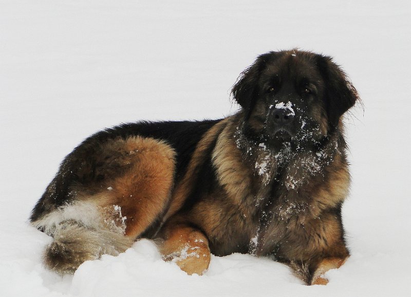 Arwen4305.JPG - Arwen und Schnee - ein Märchen