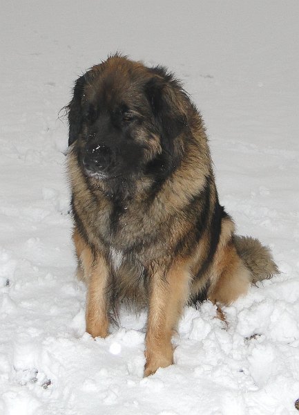 Arwen4401.JPG - Hier zeigt sie ihre nachdenkliche Seite (oder ist es Konzentration?)