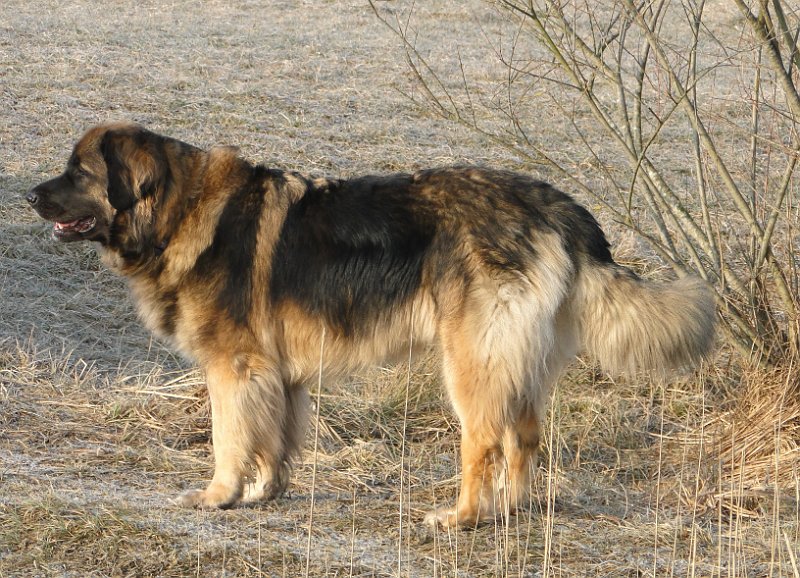 Arwen4405.JPG - Hier mit Ansicht der Schokoladenseite....