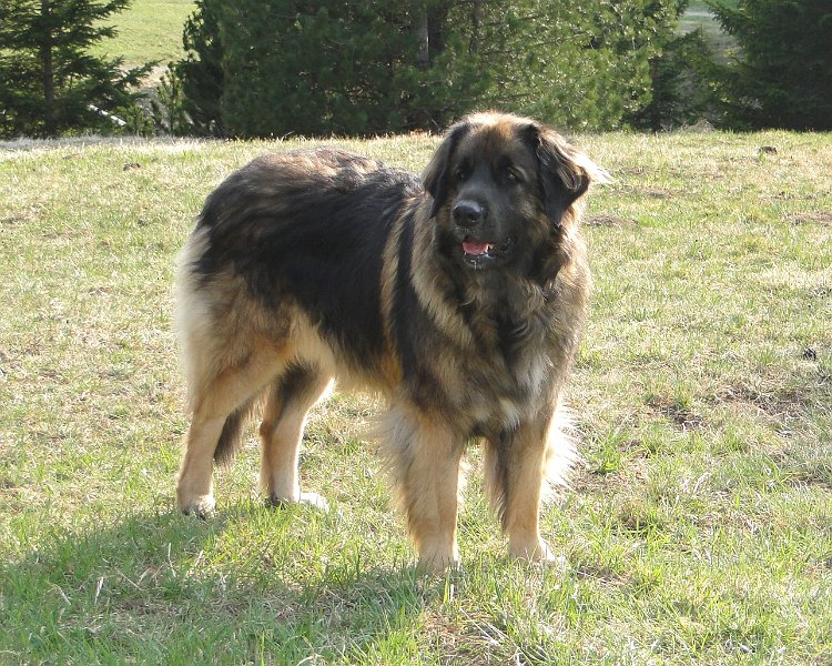 Arwen4417.JPG - Ist sie nicht fotogen?