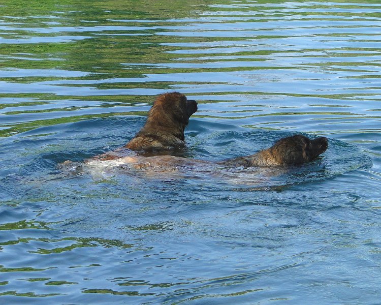 Arwen4419.JPG - ... und hier, dass sie das Schwimmen nicht verlernt hat (Arwen ist immer noch die schnellste Schwimmerin aller unserer Hunde)