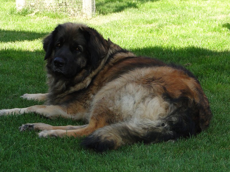Arwen4451.JPG - gemütlich im Garten in Märstetten