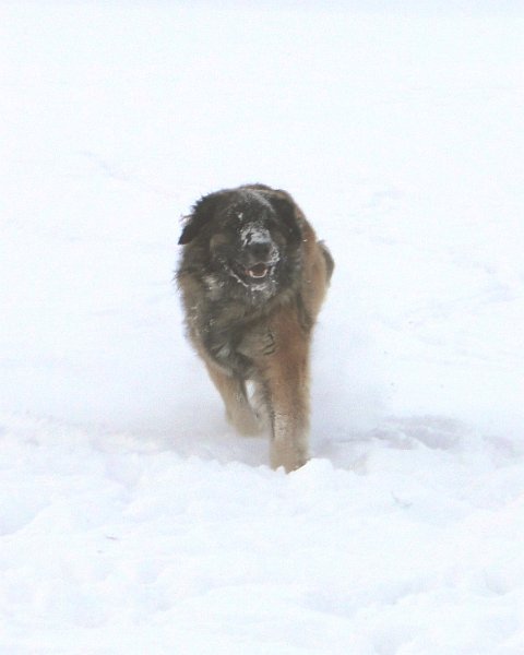 Arwen4465.JPG - Arwen im Februar 2013