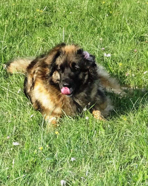 Arwen4478.JPG - Arwen im Herbst 2013