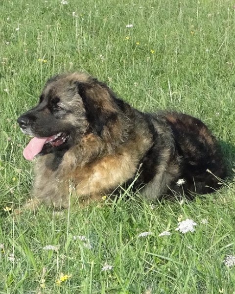 Arwen4479.JPG - Arwen im Herbst 2013