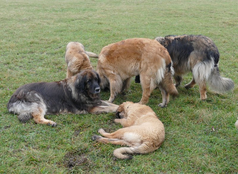 Arwen4496.JPG - ... und mit Mama Eowyn und Bona Dea kommt noch mehr Begleitung!