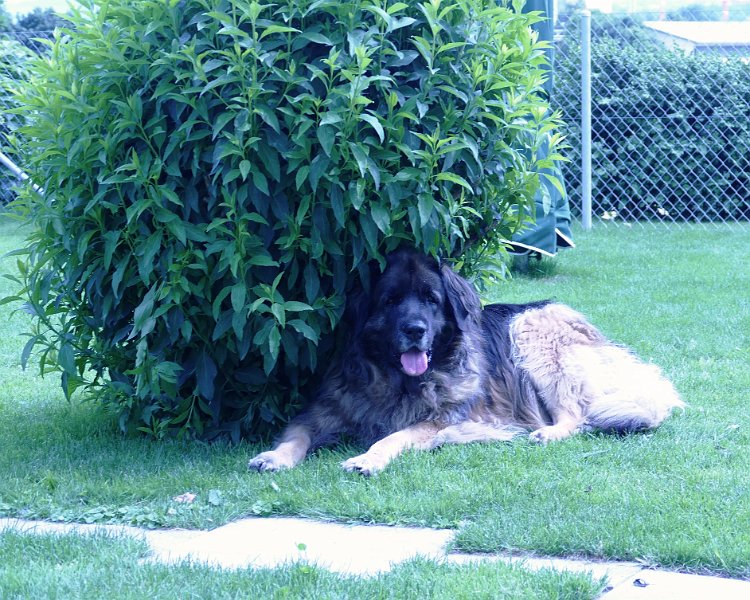 Arwen4603.JPG - Arwen im Frühling 2015