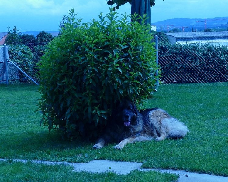 Arwen4604.JPG - Arwen im Frühling 2015
