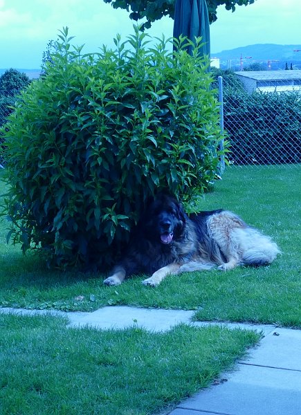 Arwen4605.JPG - Arwen im Frühling 2015