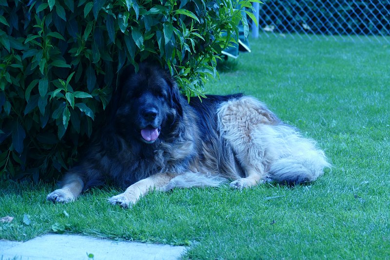 Arwen4606.JPG - Arwen im Frühling 2015