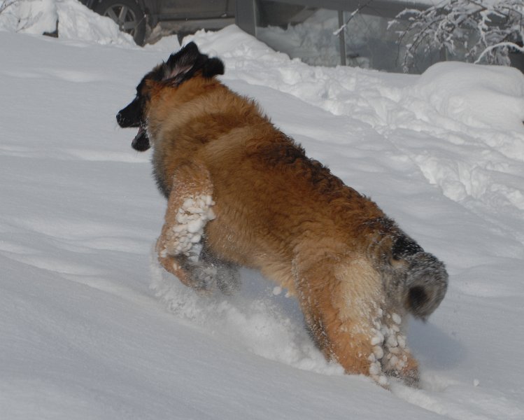 BlackVelvet0014.JPG - Black Velvet