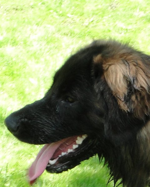 BraveHeart0074.JPG - Brave Heart