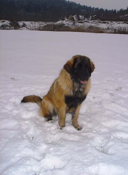 Bellatrix3498.JPG - Bellatrix im Alter von 6 Monaten