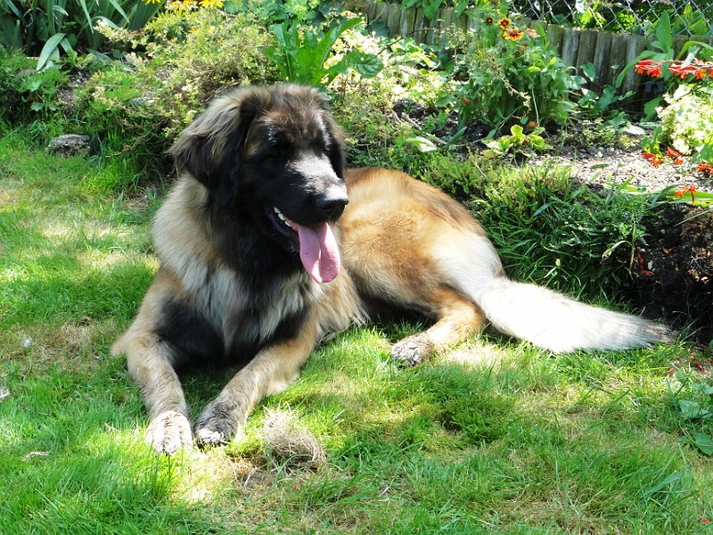 Bellatrix4527.JPG - Bellatrix mit 1 Jahr (August 2010)