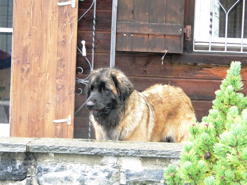Bellatrix4531.JPG - Mein Freund, der schwarze Ritter, umwirbt mich, wie es sich gehört.