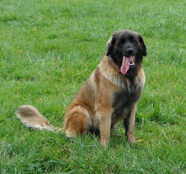 Bellatrix4538.JPG - Seht her, so geht das auf dem Laufsteg.