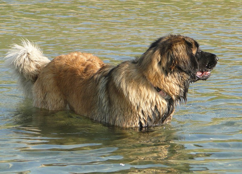 Bellatrix4615.JPG - Bellatrix beim "Kneippen"