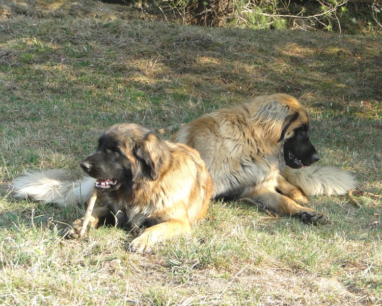Bellatrix4623.JPG - Friedliches Knabbern mit JJ