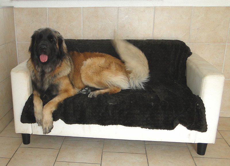 Bellatrix4629.JPG - Suche Partner für gemeinsames Hocken auf Couch, weitere Infos folgen!