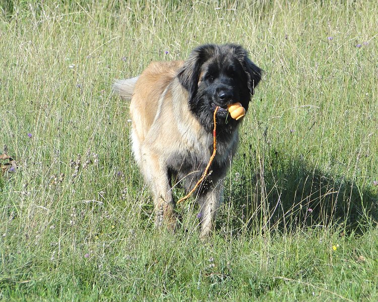Bellatrix4633.JPG - Bellatrix bei ihrer Lieblingsbeschäftigung, Spielen!
