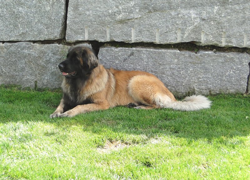 Bellatrix4634.JPG - Waiting for a boy like you...