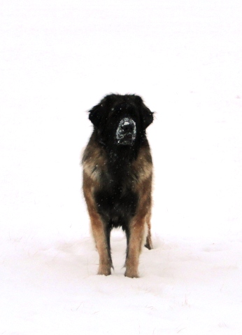 Bellatrix4635.JPG - Ist das Schnee oder künstlicher Hintergrund?