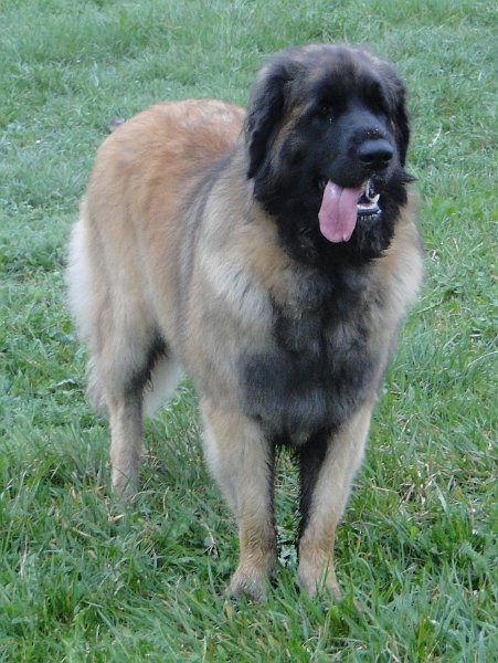 Bellatrix4636.JPG - Ratet mal, was das längste bei mir ist? (April 2012)