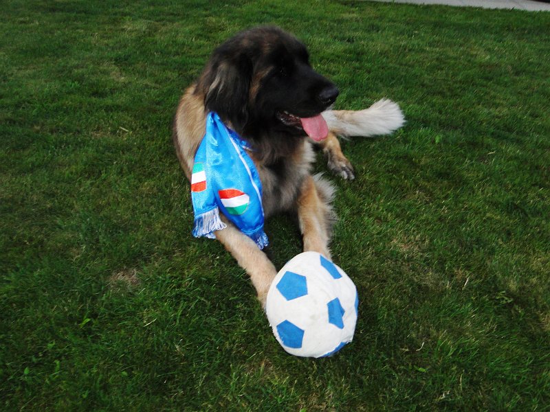 Bellatrix4655.JPG - Dabei gehe ich immer sooooo sanft mit dem Ball um?!