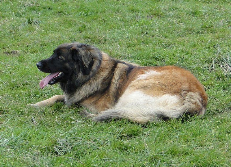 Bellatrix4666.JPG - Im Frühling 2013