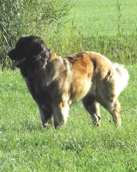 Bellatrix4672.JPG - Im Herbst 2013