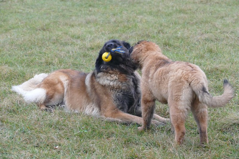Bellatrix4690.JPG - ... und der Ball ist mir!