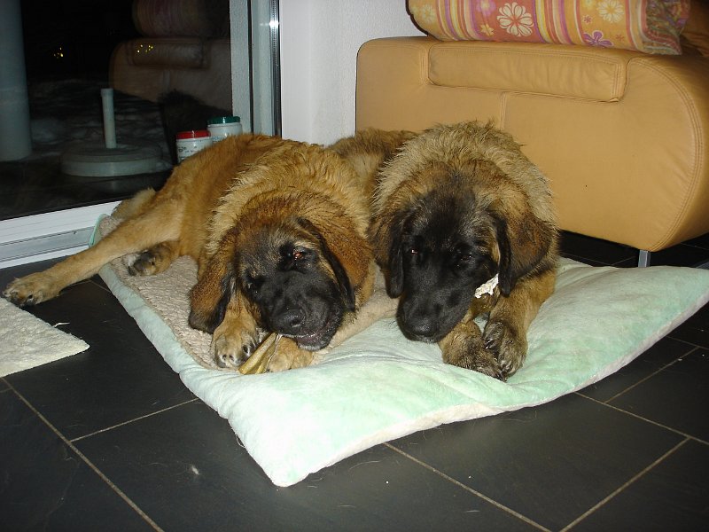 BonaDea3426.JPG - Bona Dea (links) mit ihrer Schwester Bellatrix (rechts) im Alter von 5 Monaten