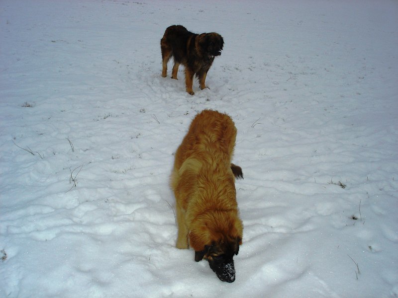 BonaDea3503.JPG - Bona Dea mit Tante Eowyn auf der Allmend Frauenfeld im Februar 2010