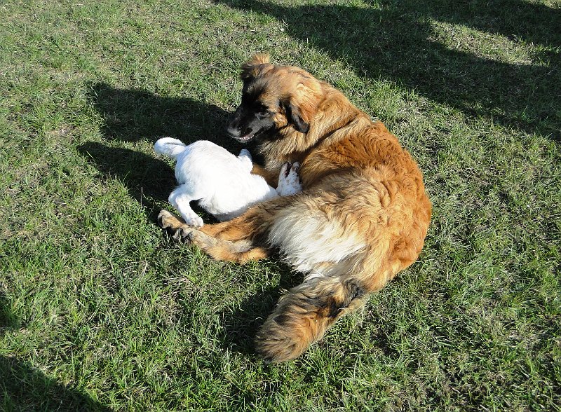 BonaDea4145.JPG - Bona Dea mit Spielkameradin auf der Allmend Frauenfeld im April 2010
