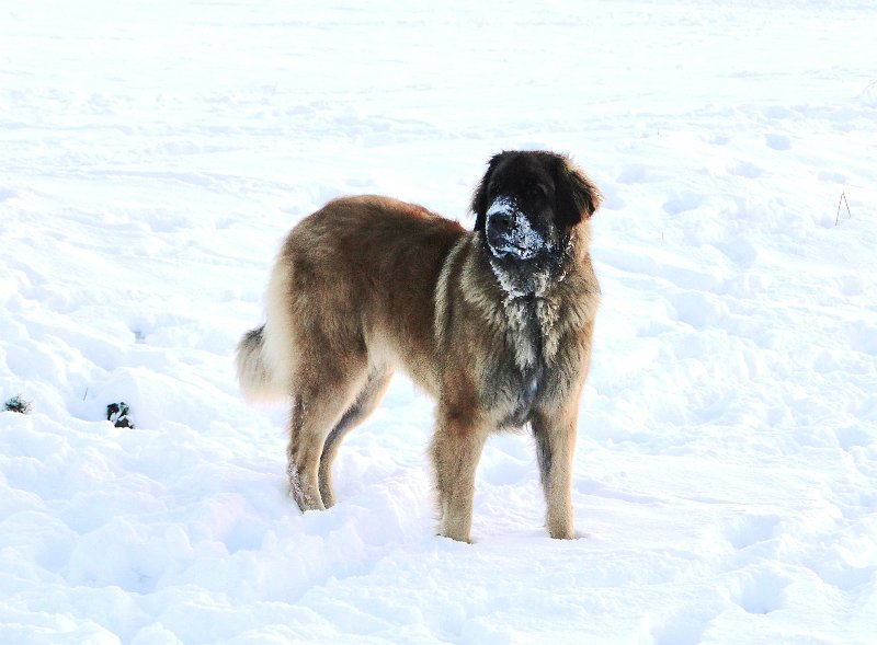 BonaDea4313.JPG - Wieso haben alle Leos weisse Schnauzen im Winter?