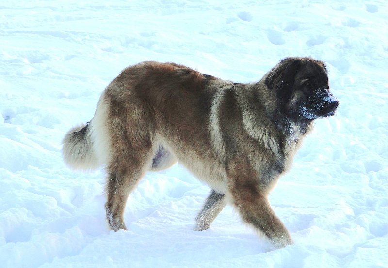 BonaDea4314.JPG - Wer sagt denn, dass meine Schnauze weiss ist?