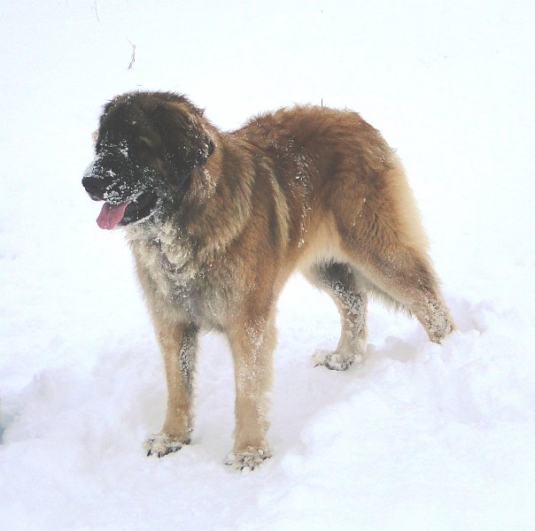 BonaDea4318.JPG - Wenn nur diese Schneeballen an den Pfoten nicht wären...