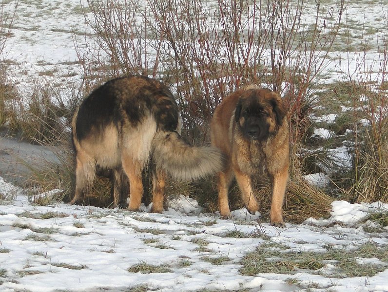 BonaDea4321.JPG - Schnüffeln mit Mama Arwen