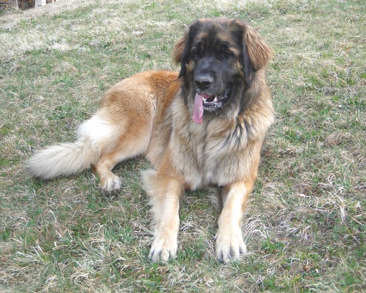 BonaDea4623.JPG - Hund mit Zunge